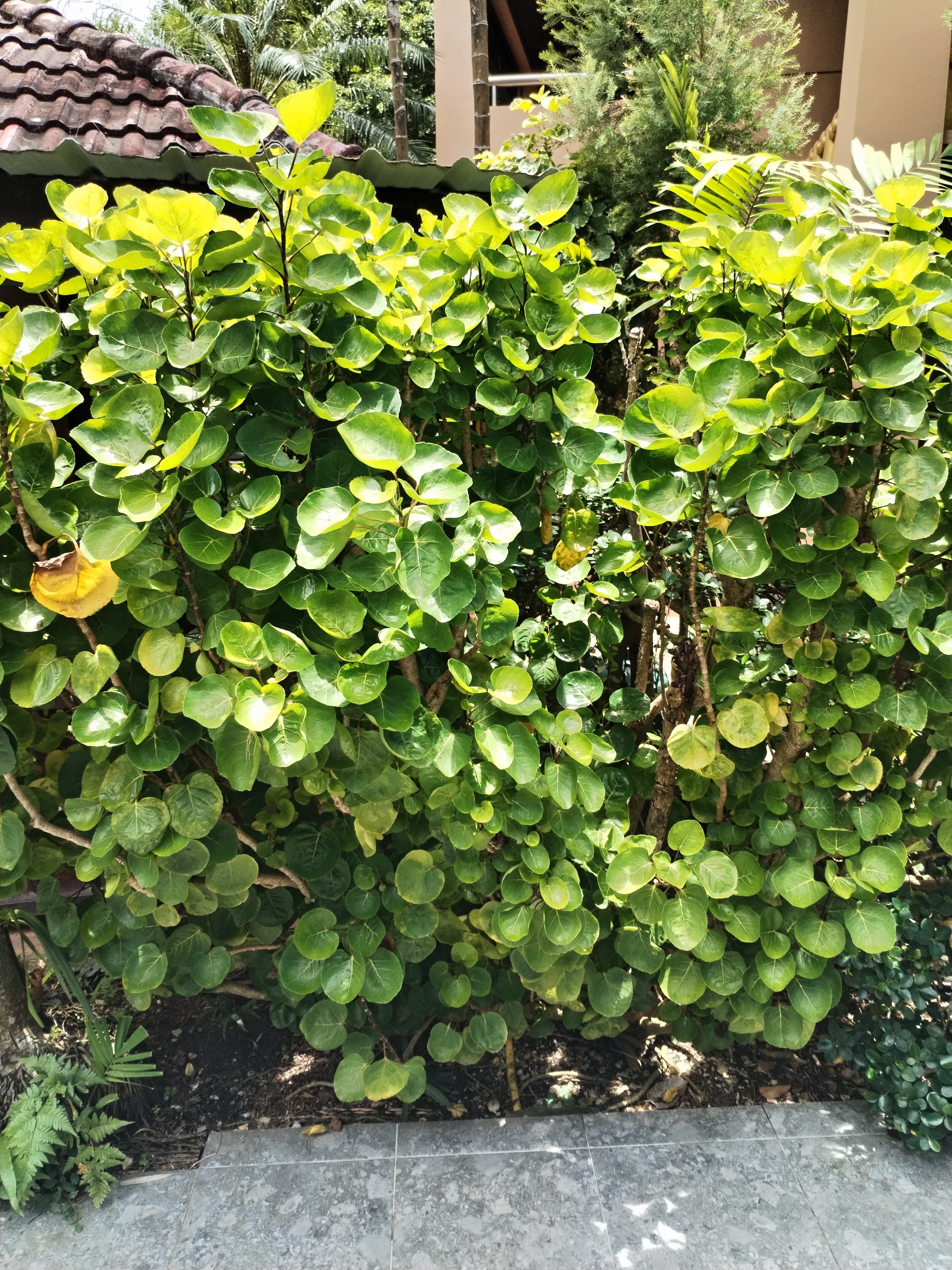 Фото Princess Kamala Beachfront Hotel