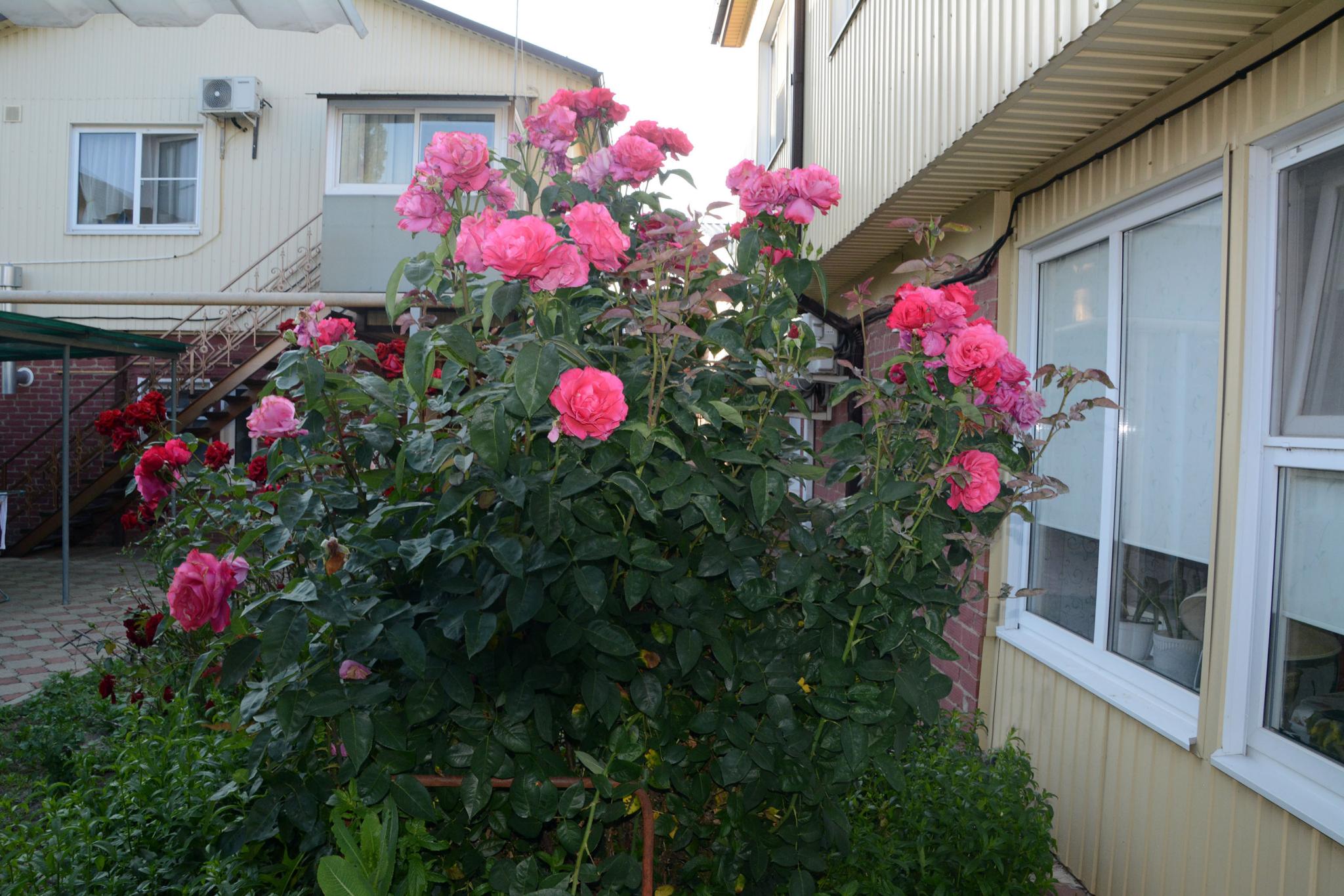 Фото На Полевой