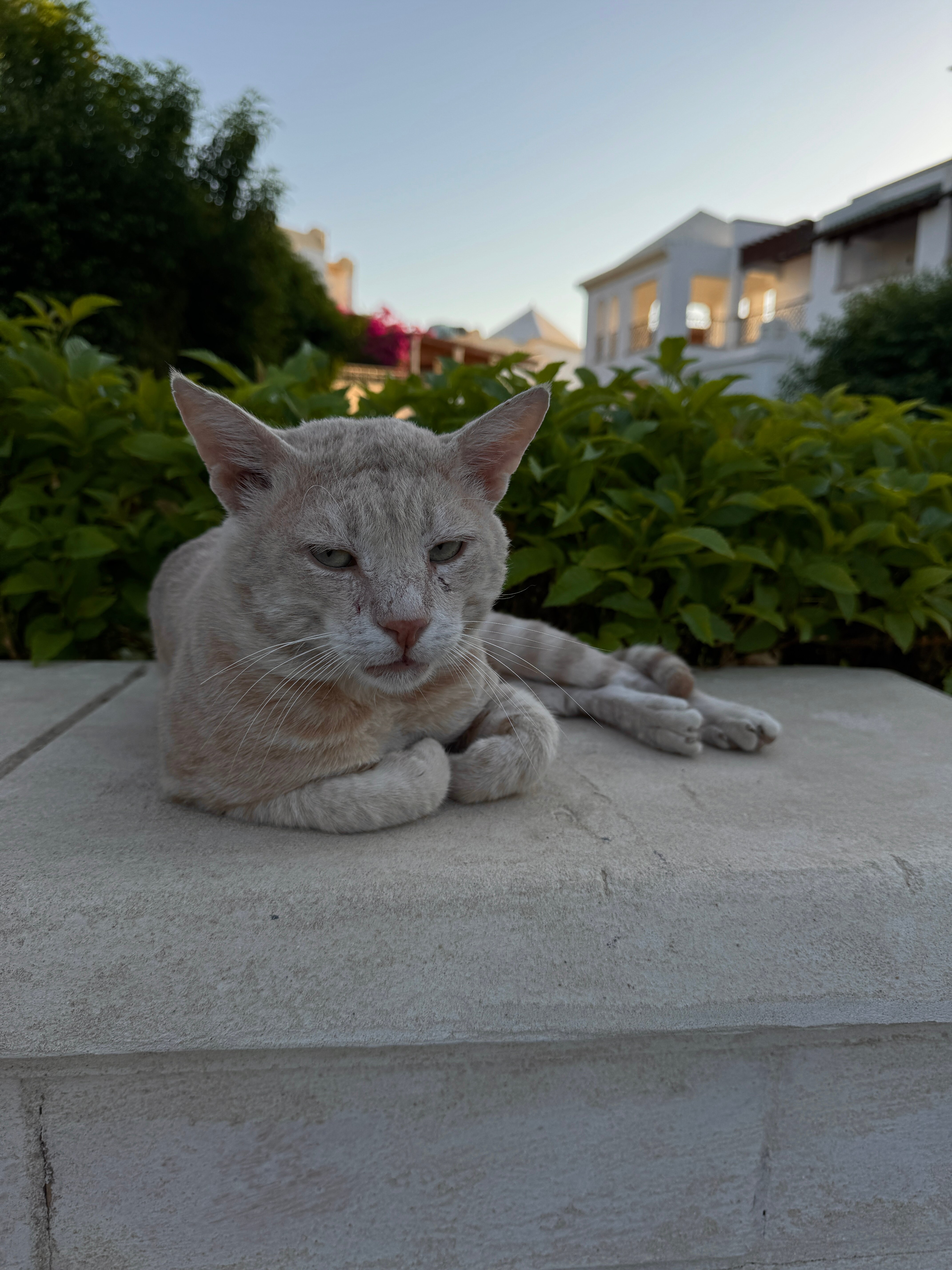 Фото Park Regency Sharm El Sheikh Resort