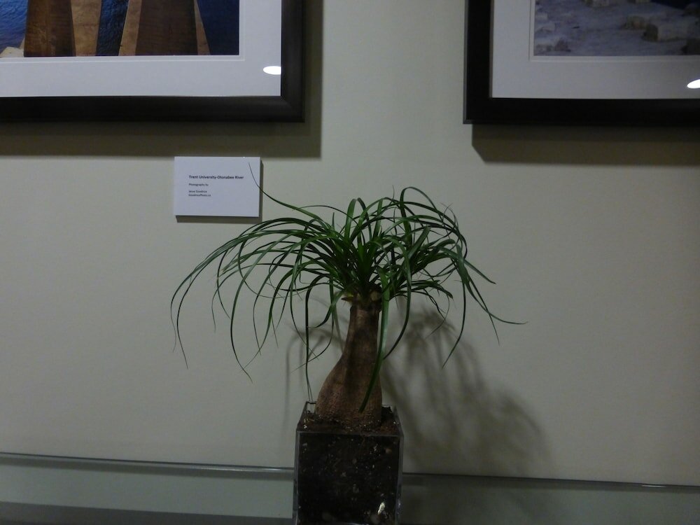 Фото Super 8 by Wyndham Peterborough