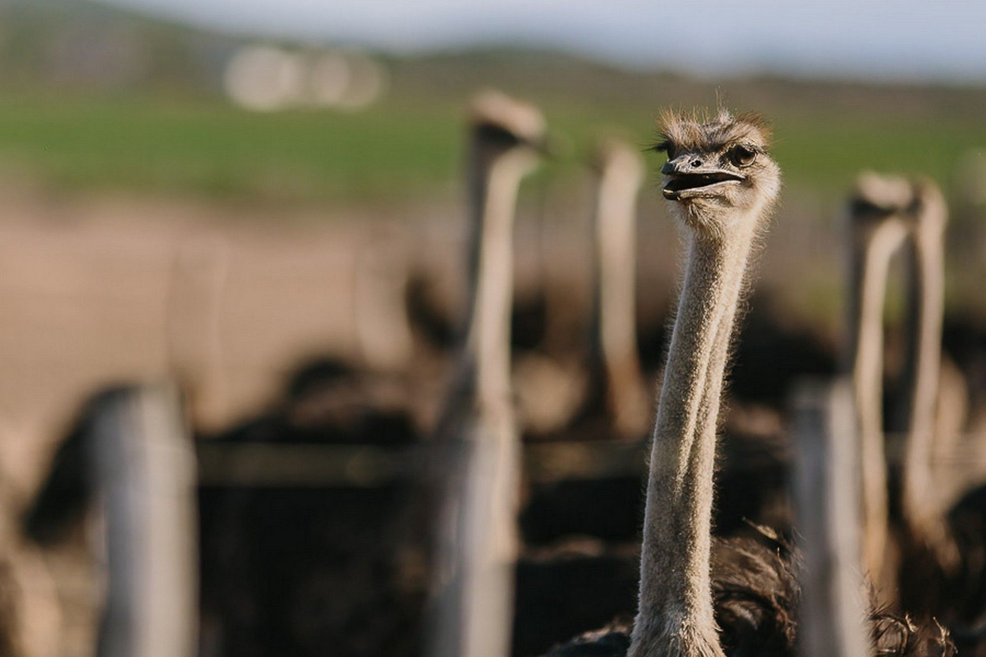 Фото AfriCamps Klein Karoo