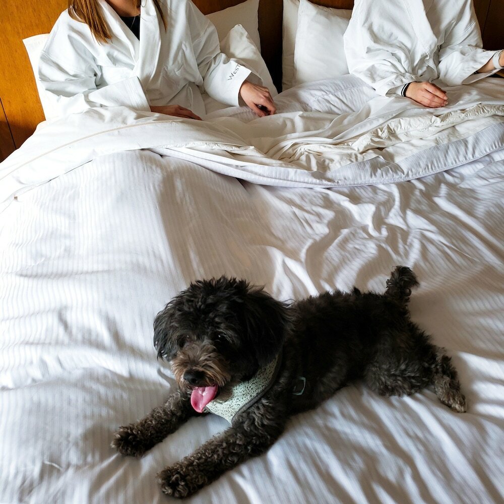 Фото The Westin Austin at The Domain