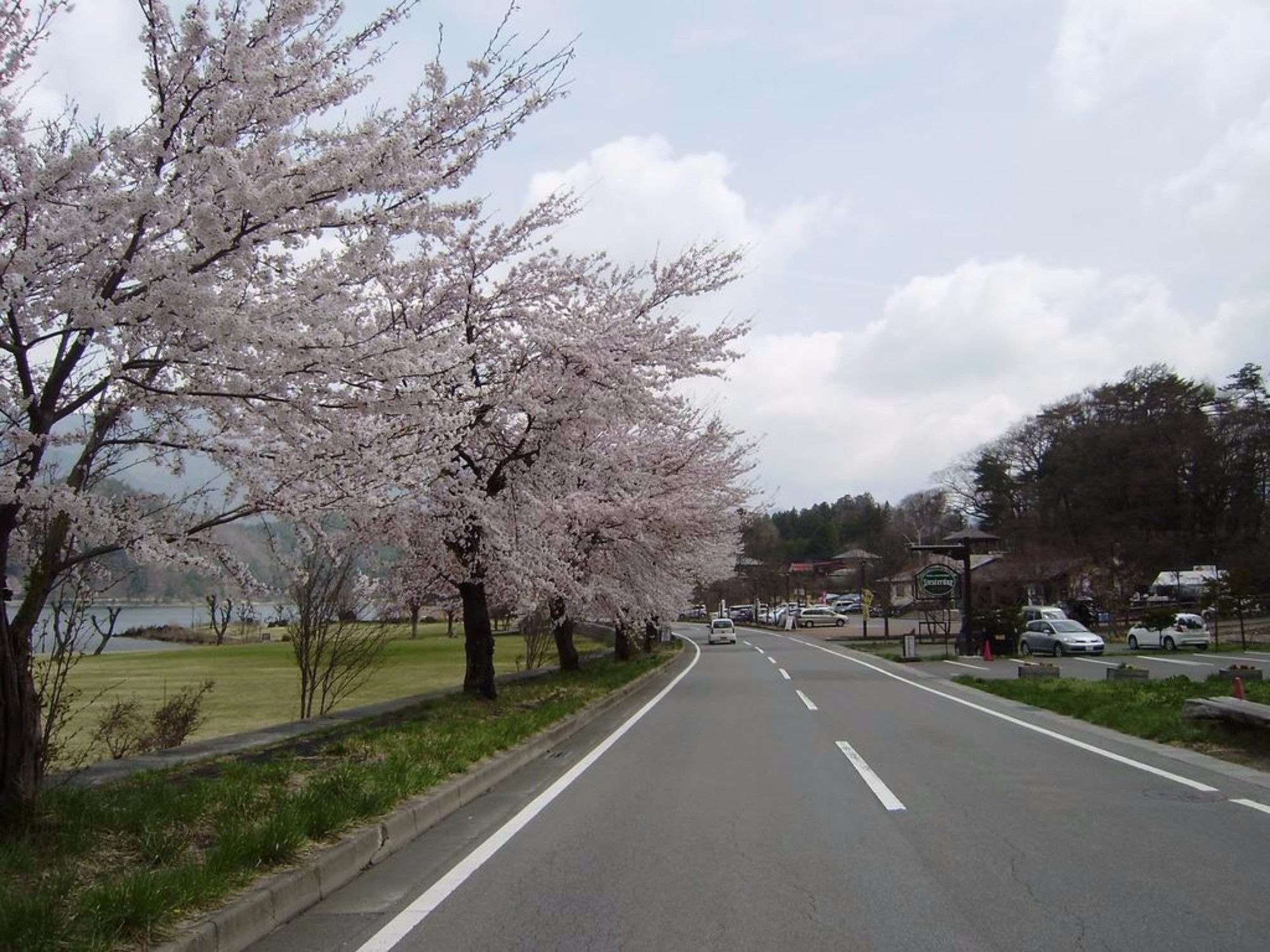 Фото Lupinus Kawaguchiko