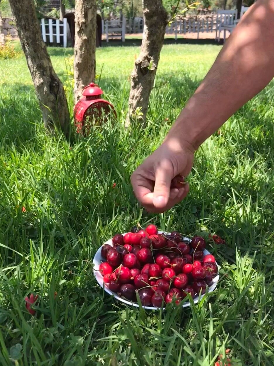 Фото Koala Bungalows