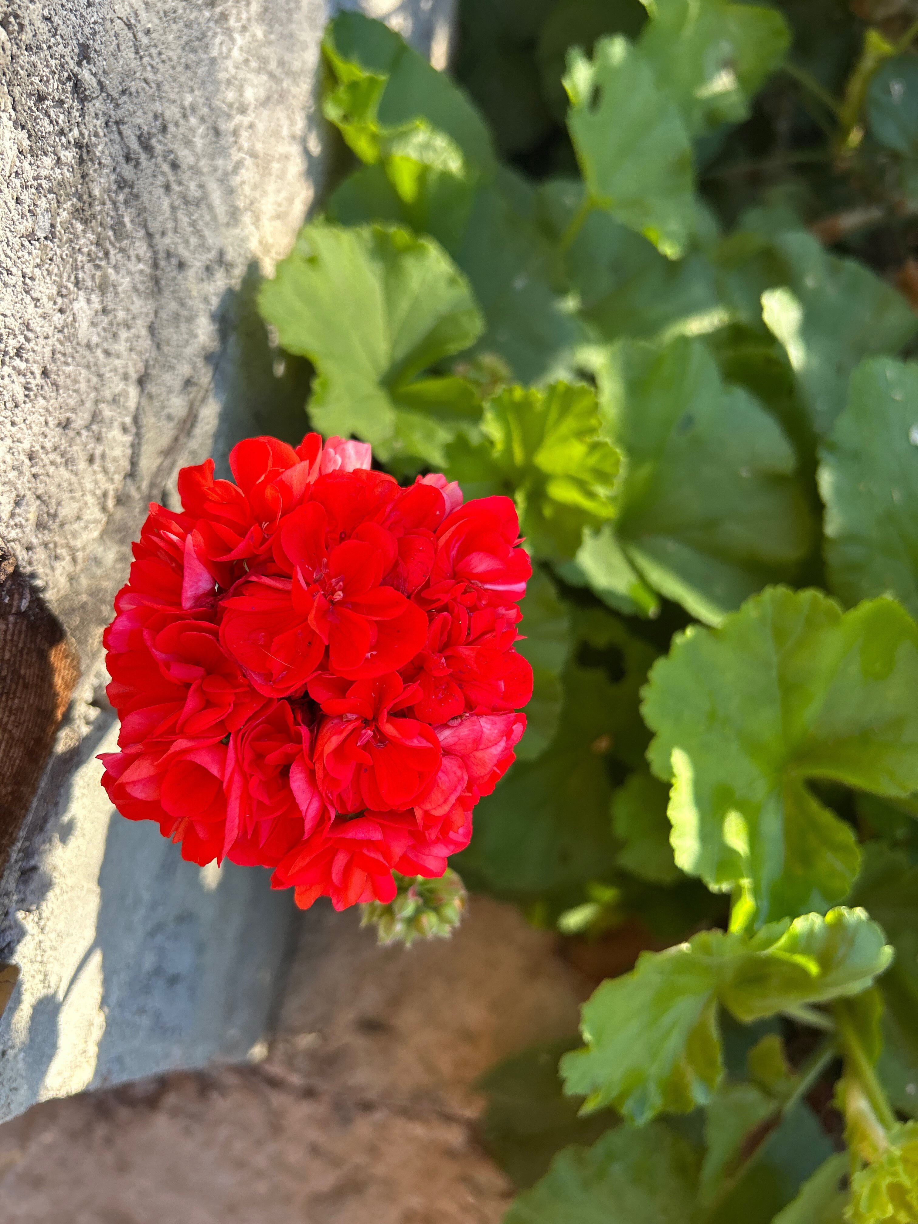 Фото Дивный Сад