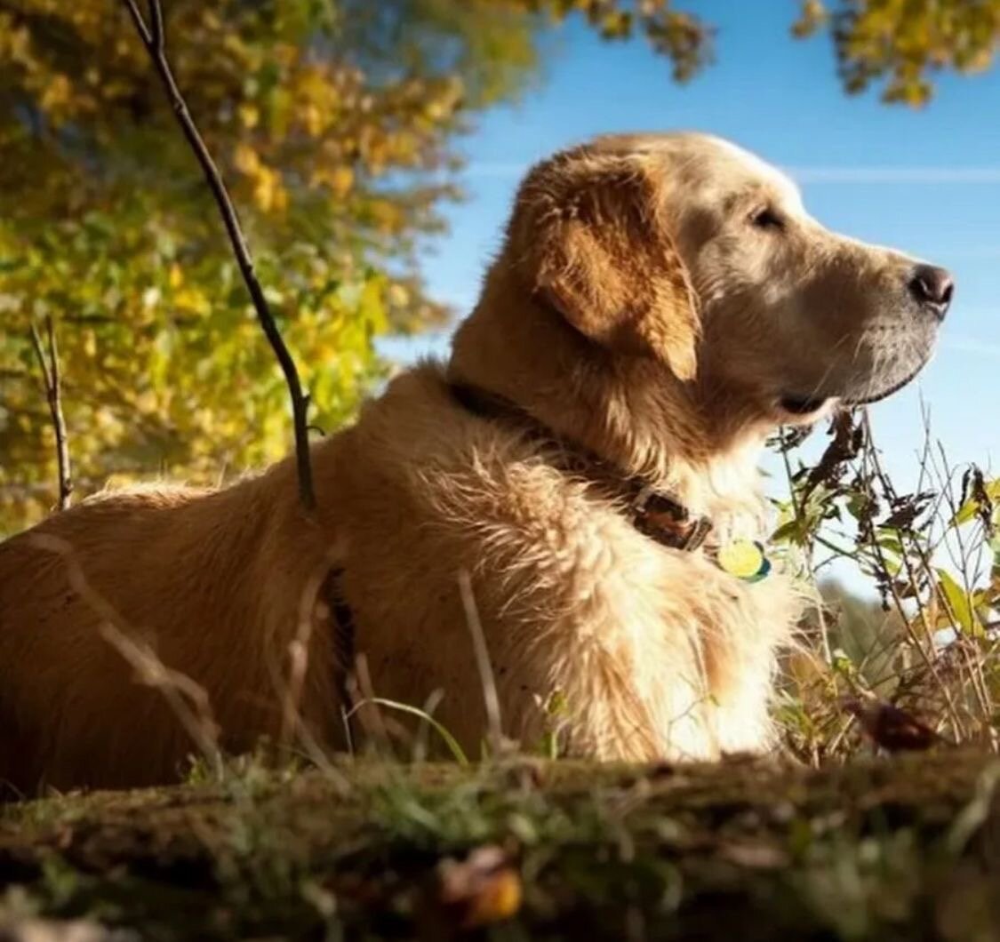 Фото Лада hotel