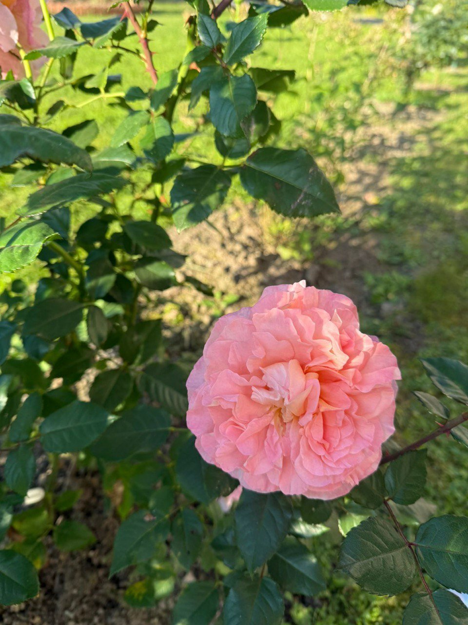 Фото Мон Плезир