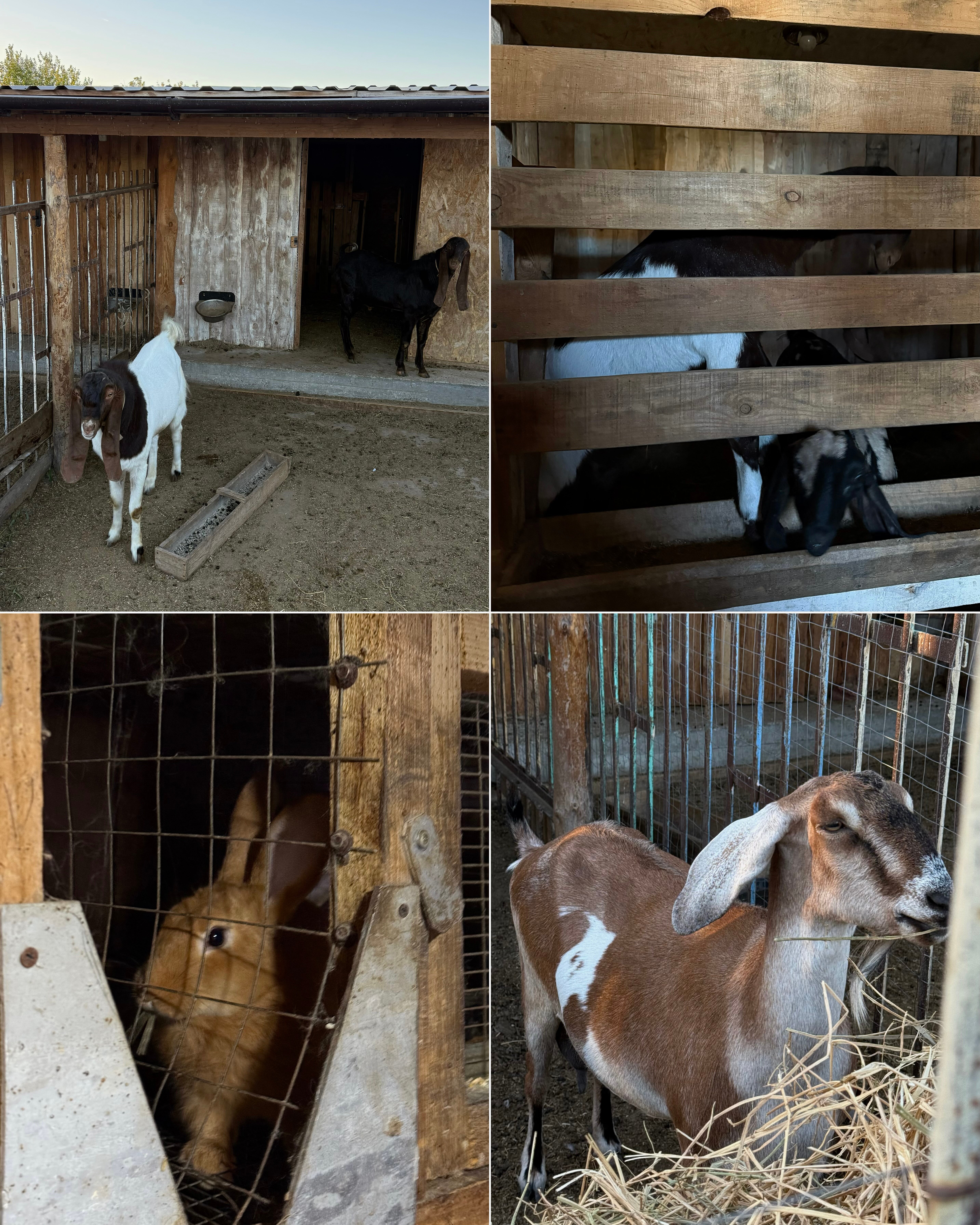 Фото Семейная Усадьба