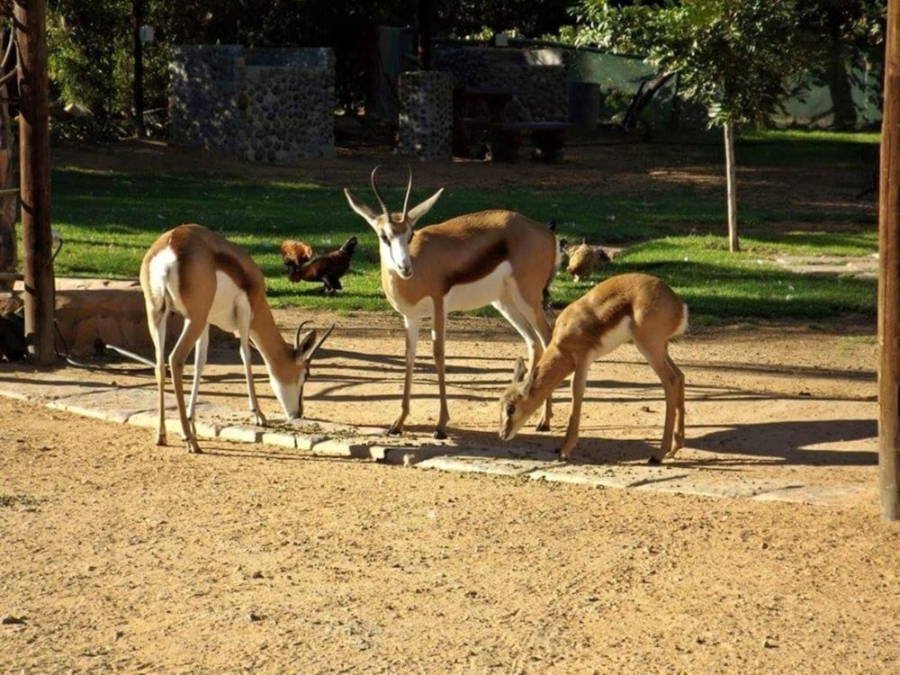 Фото Oasis Country Lodge