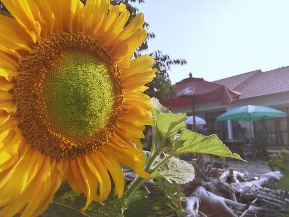 Фото Tree Roots Retreat