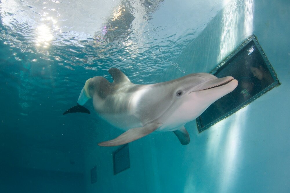 Фото The Don CeSar