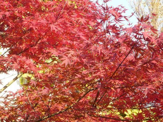 Фото Inagaki Onsen Hotel Kagetsutei