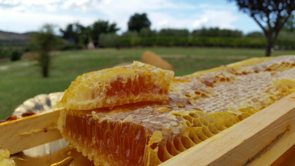 Фото Agriturismo i Sicomori