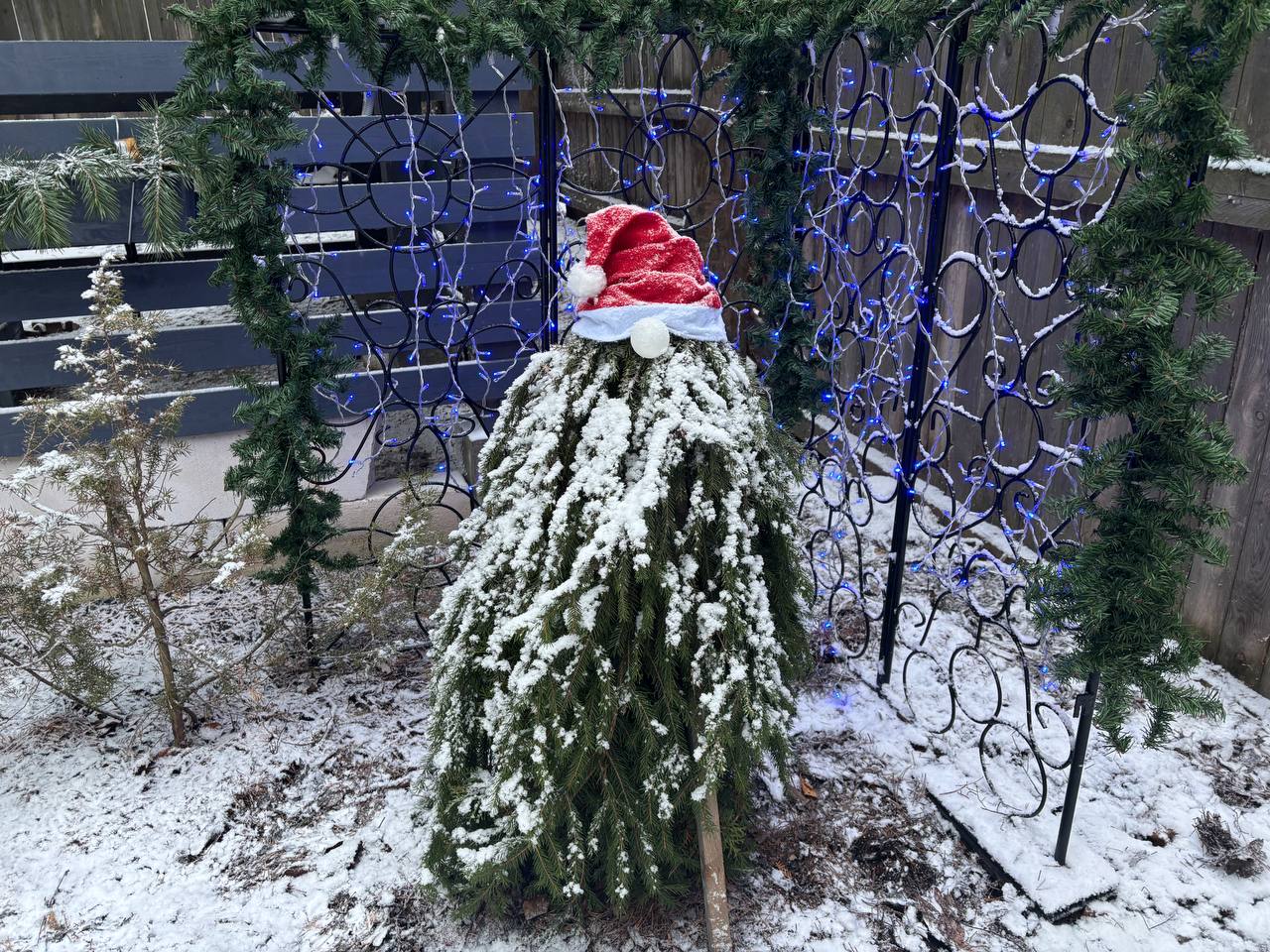 Фото Хвойная Гармония