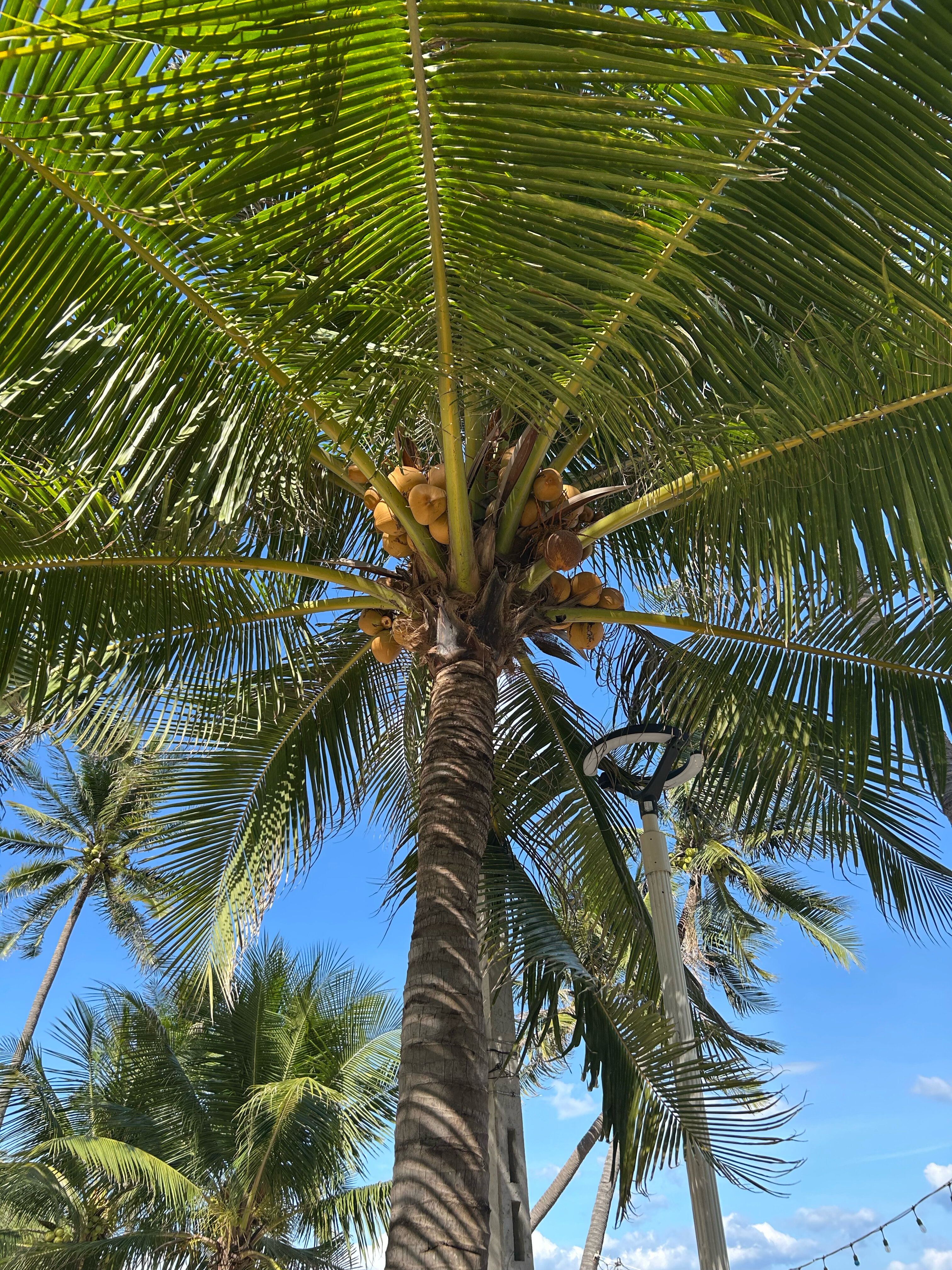 Фото La Vague Hotel