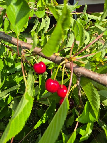 Костюм киген тай әйелімен порно