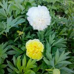 Среда Садовода (ул. 1 Мая, 128), садовый инвентарь и техника в Калаче