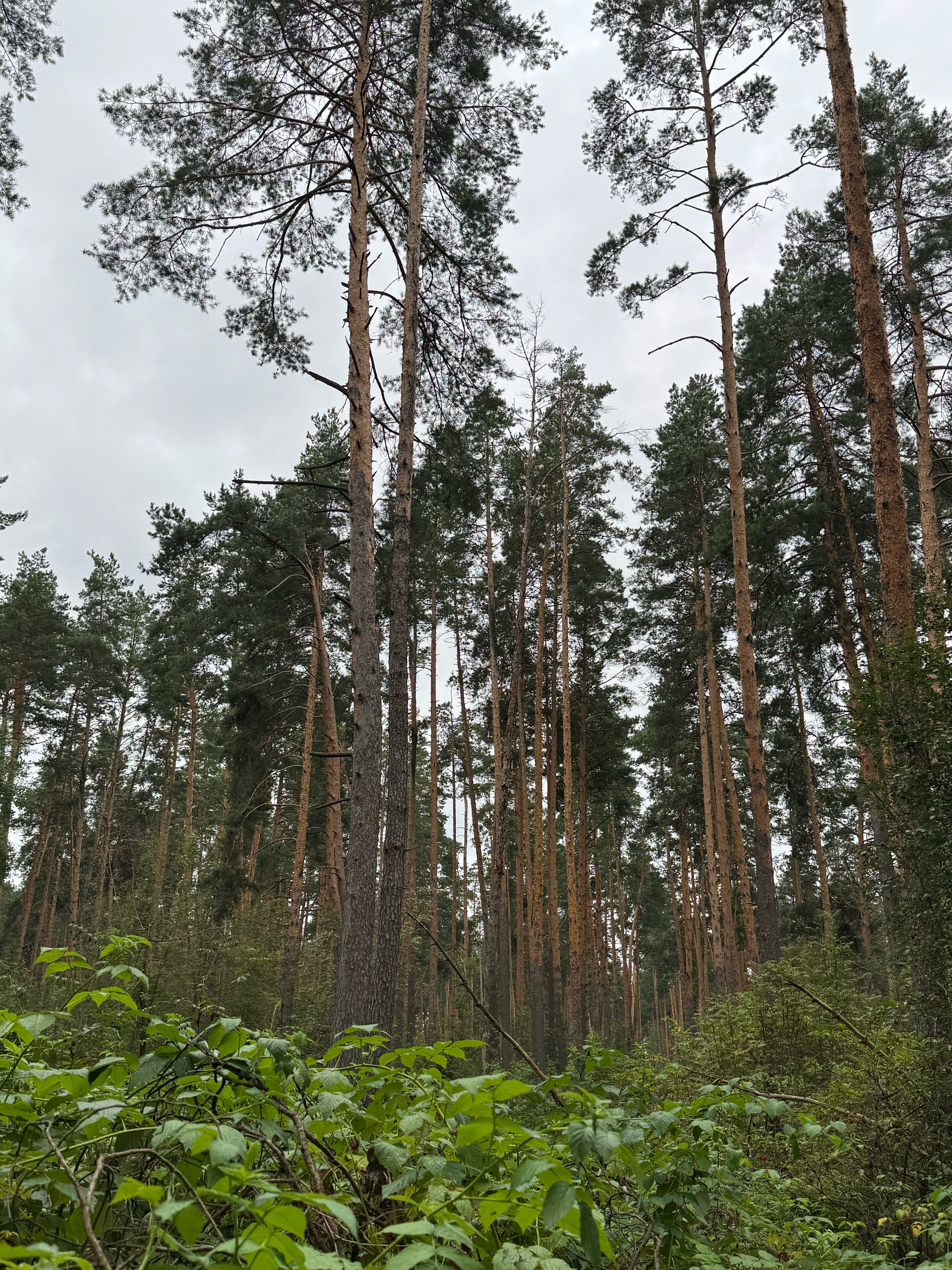 Фото Vonavi Village