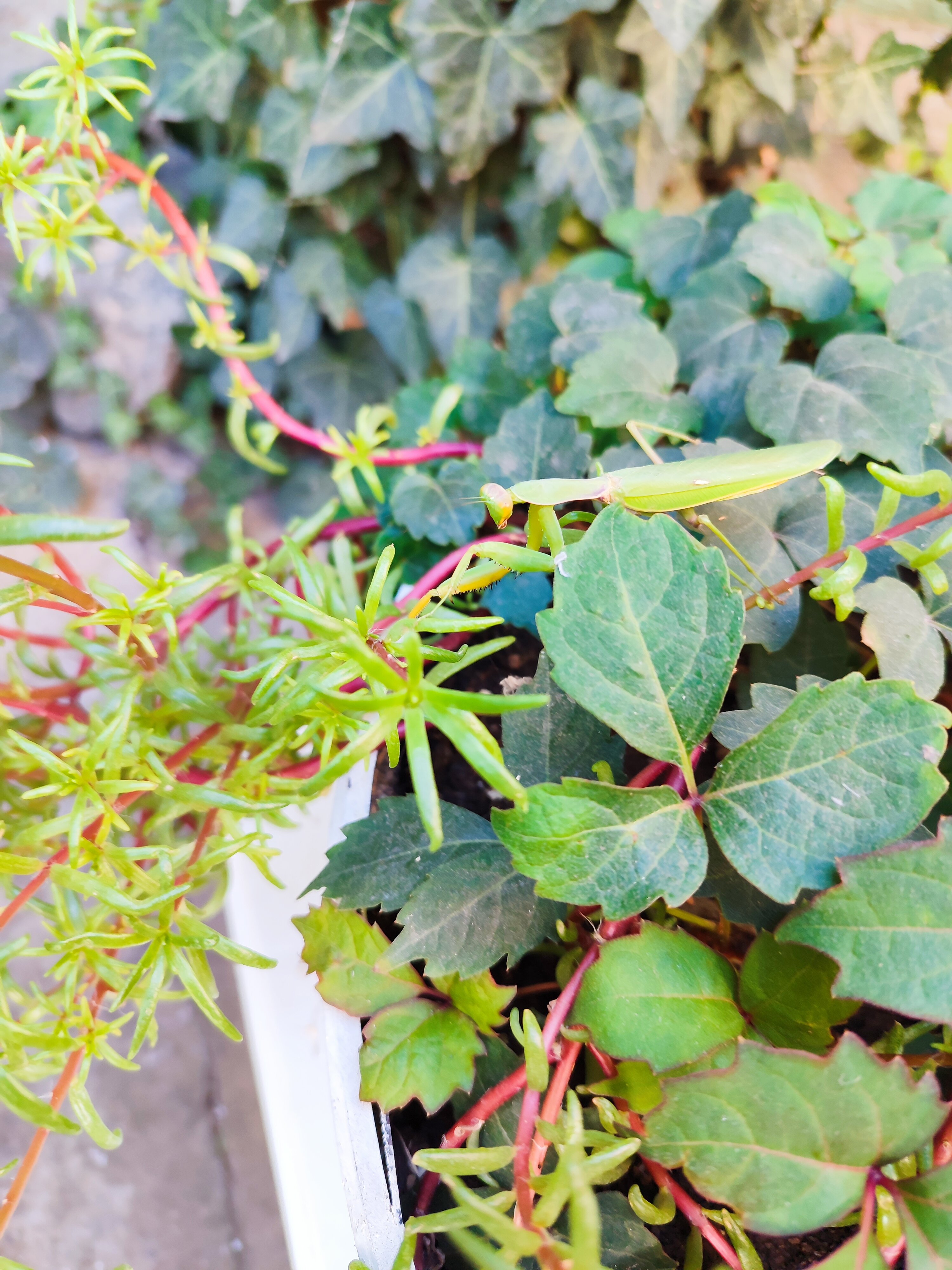 Фото Зеленый дом у маяка