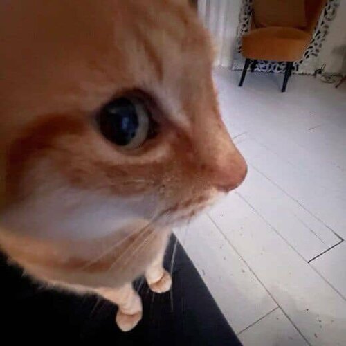 Жігіт колготкиді иіскейді