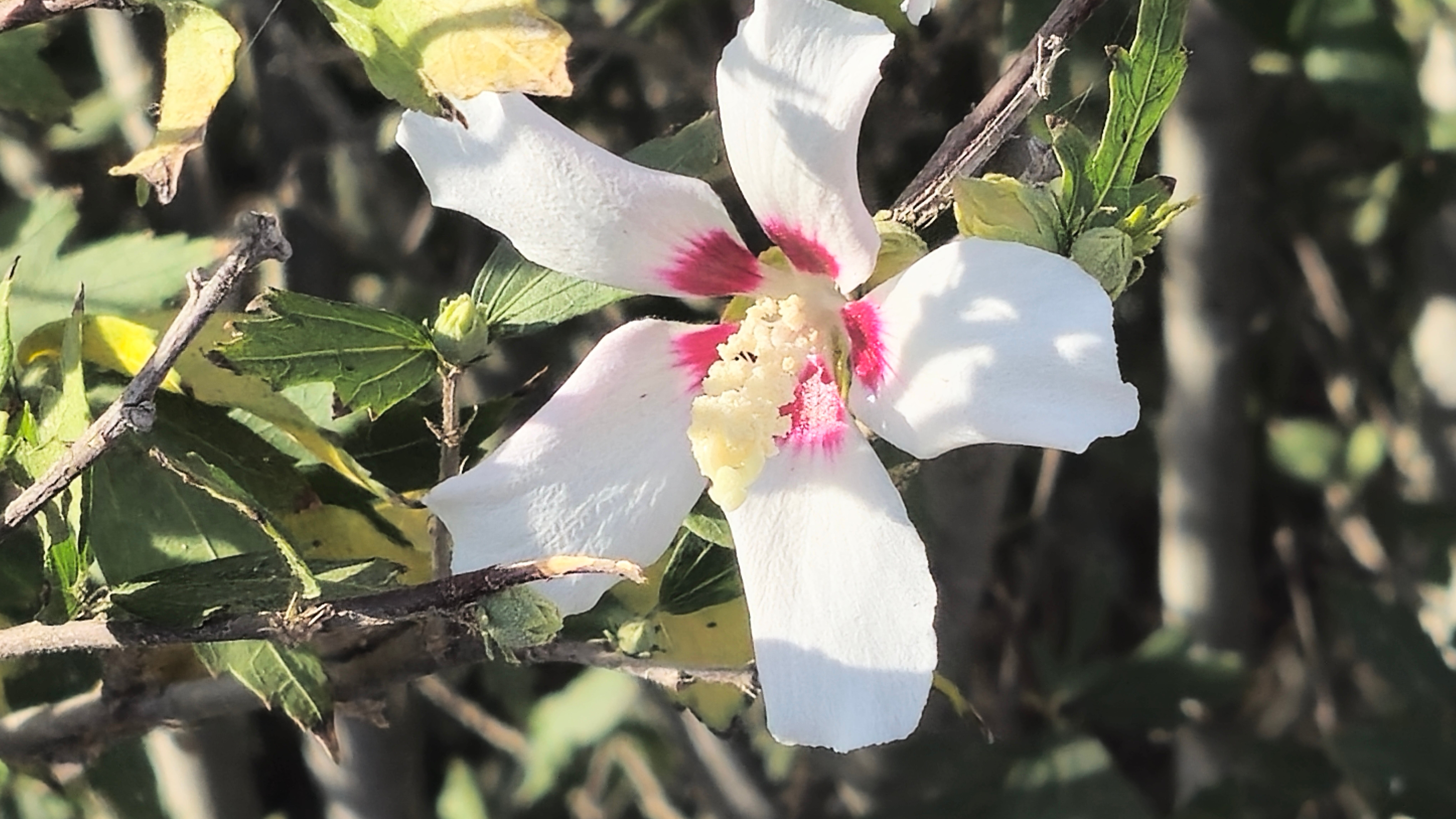 Фото ТриТонЧик