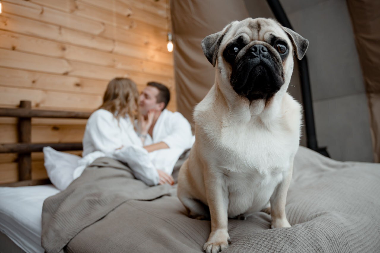 Фото Клевер