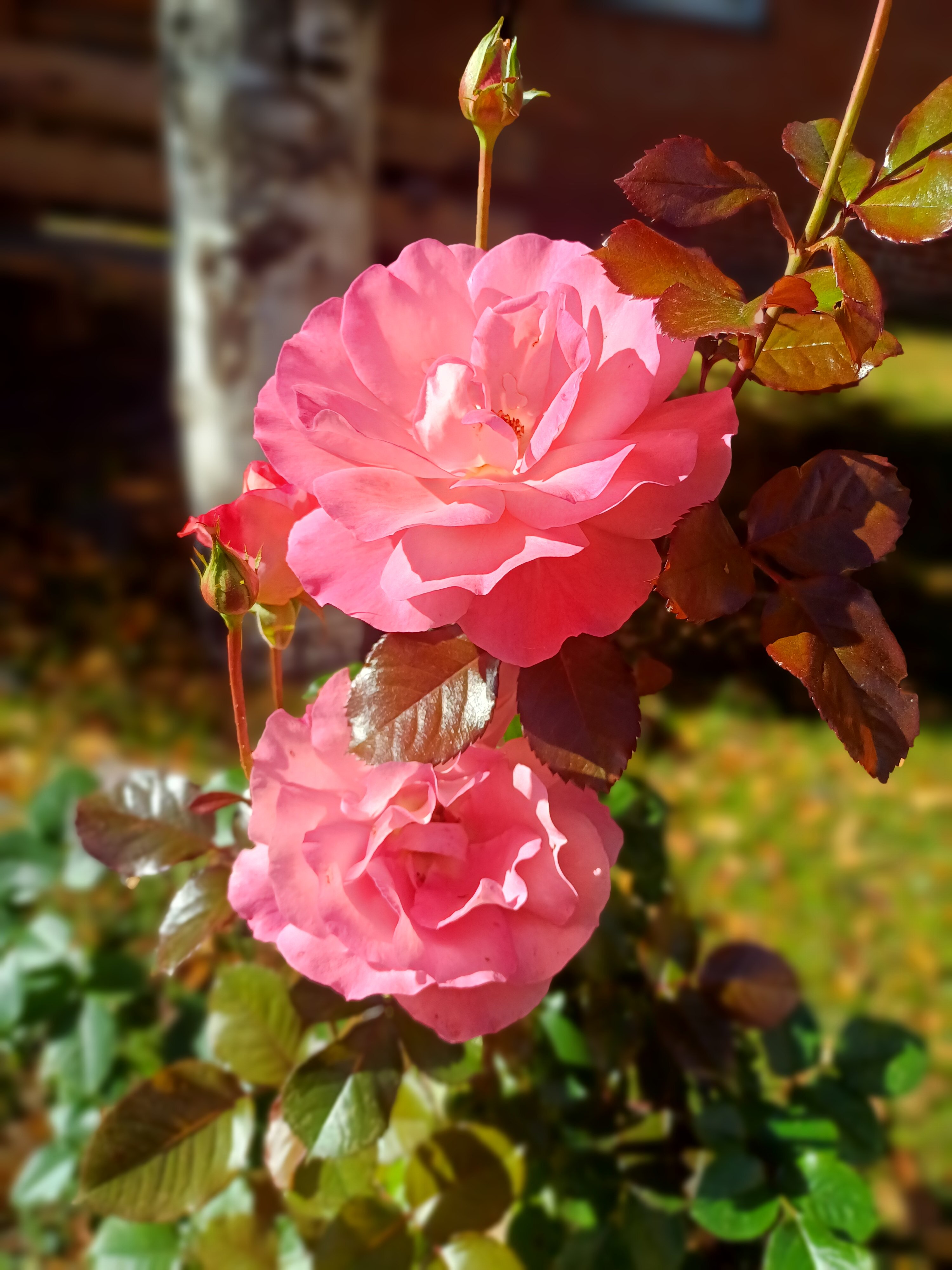 Фото Диадема Шереметьево