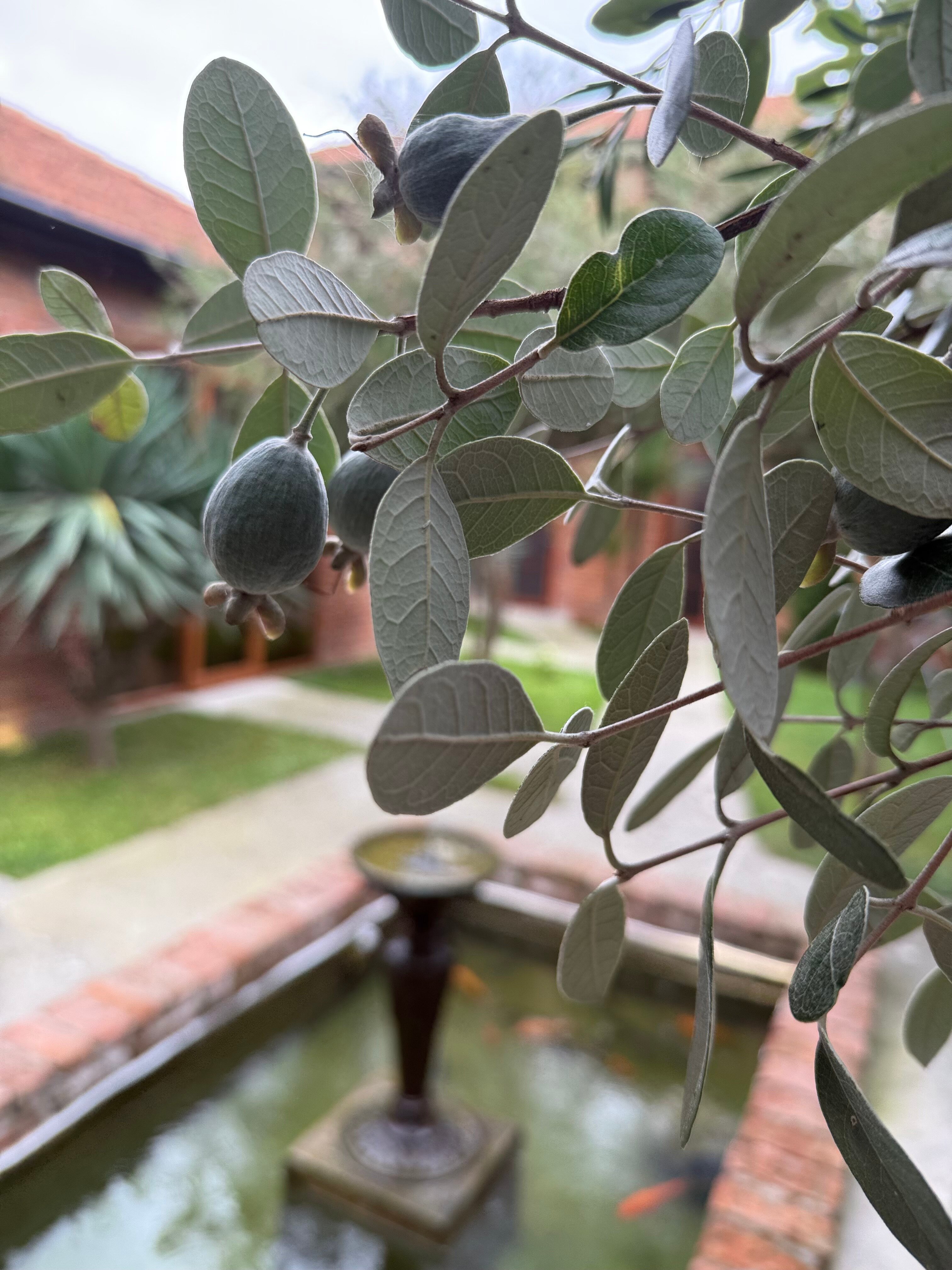 Фото Лофт Гарден