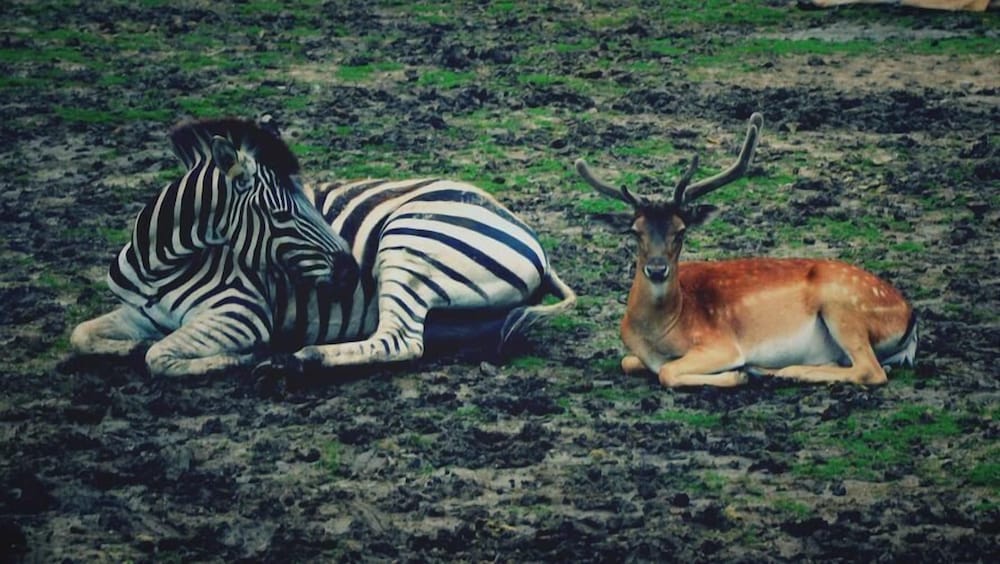 Фото Shanghai Vintage Hotel Disneyland Branch