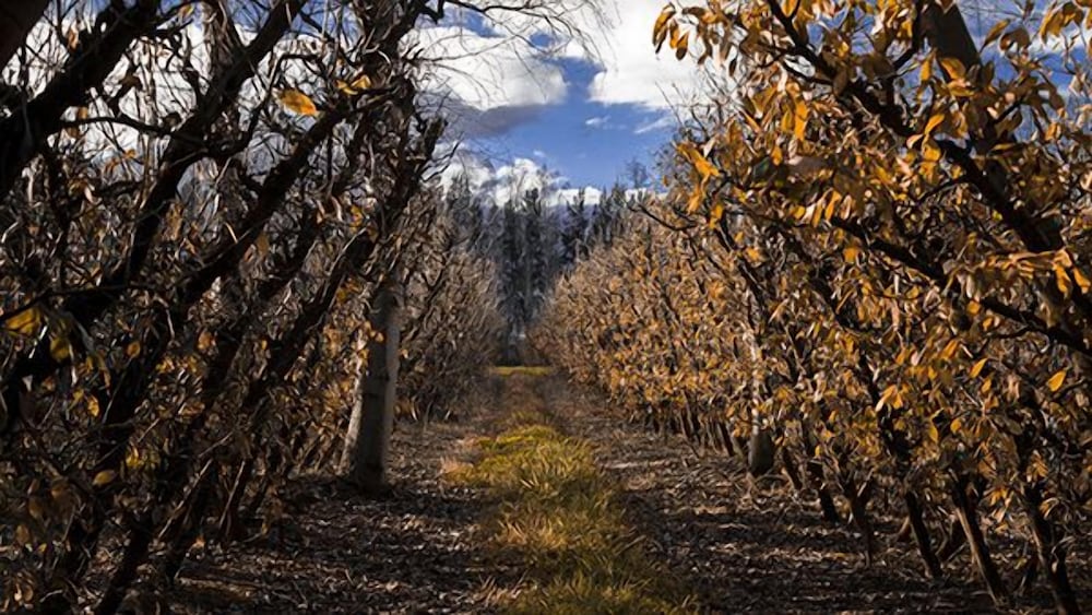 Фото Vindoux Guest Farm and Day SPA