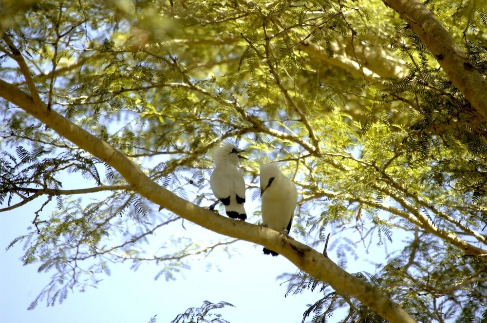 Фото The Menjangan Lifestyle Retreats