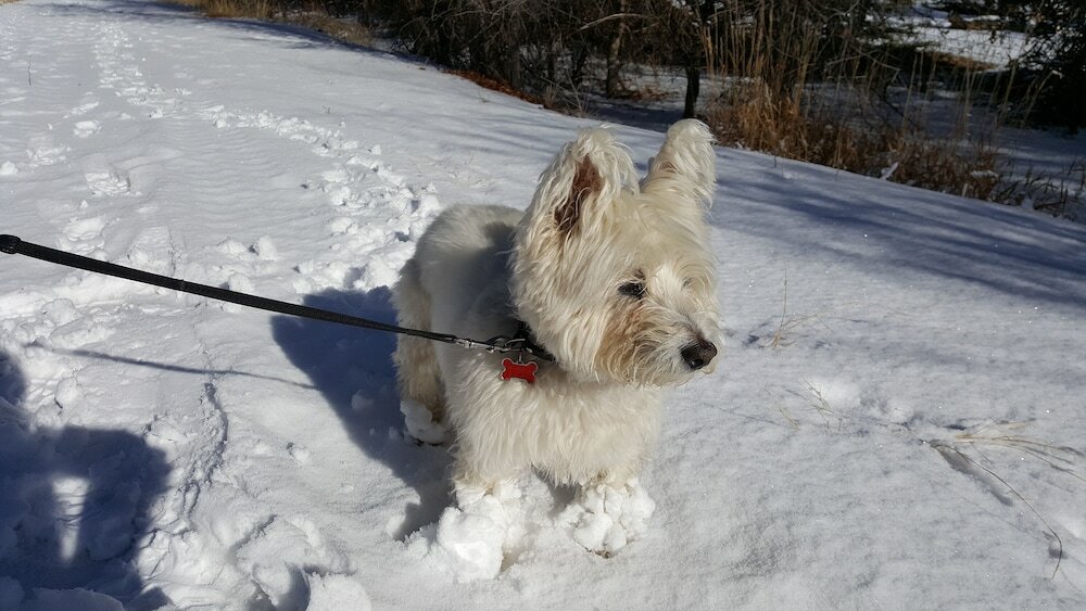 Фото Aspen Mountain Lodge