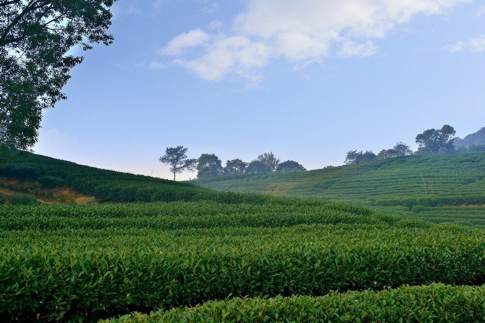 Фото Millennium Resort Hangzhou