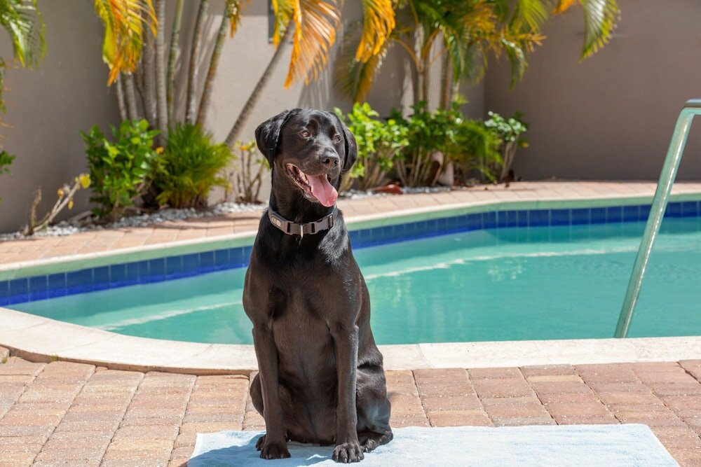 Фото Residence Inn by Marriott Tampa Oldsmar