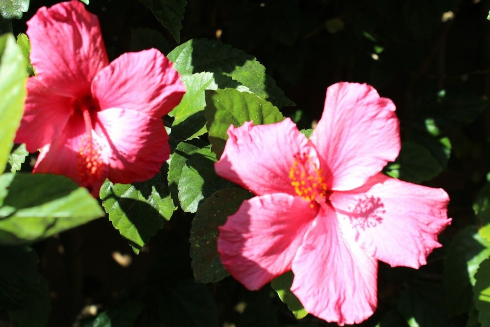 Фото Son Manera Retreat Finca