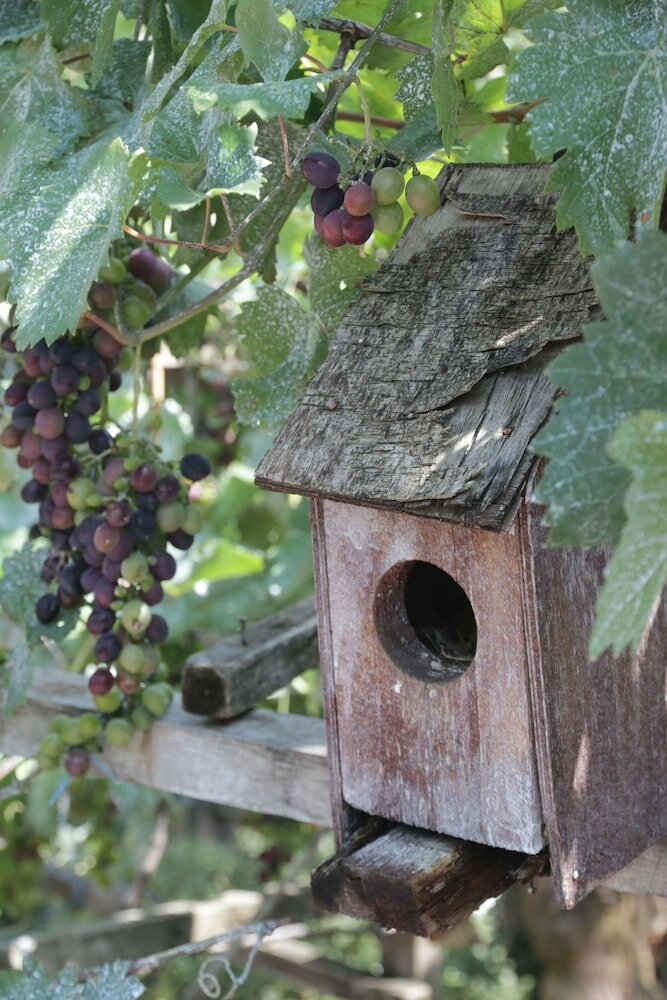 Фото Гостевой дом Кавказ