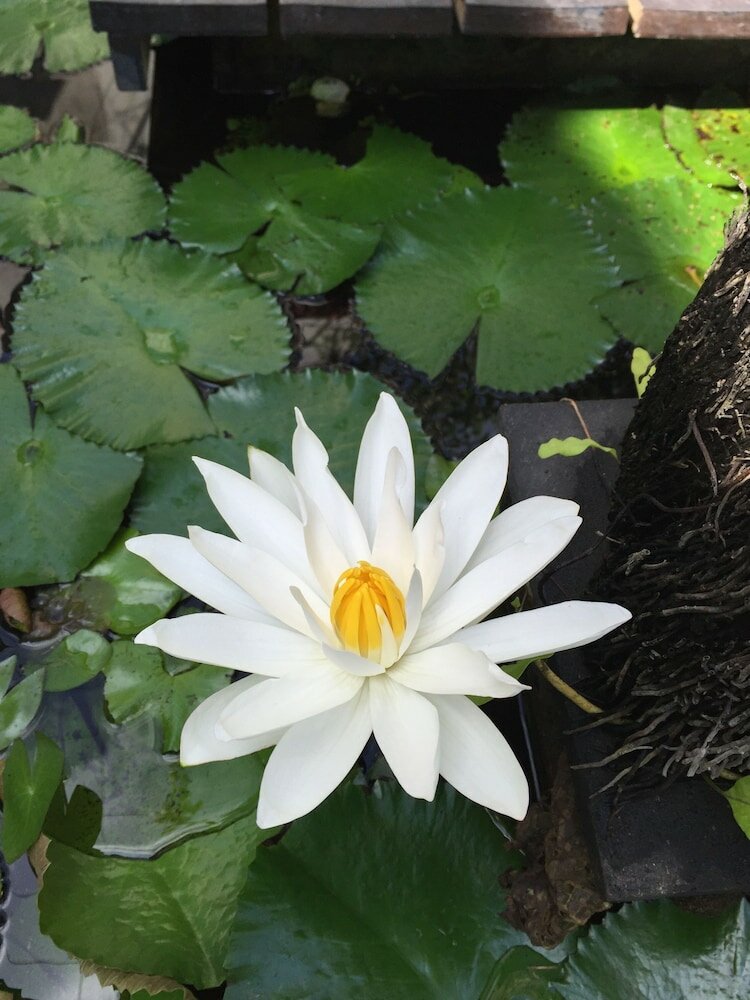 Фото Amor Bali Villas & SPA Resort