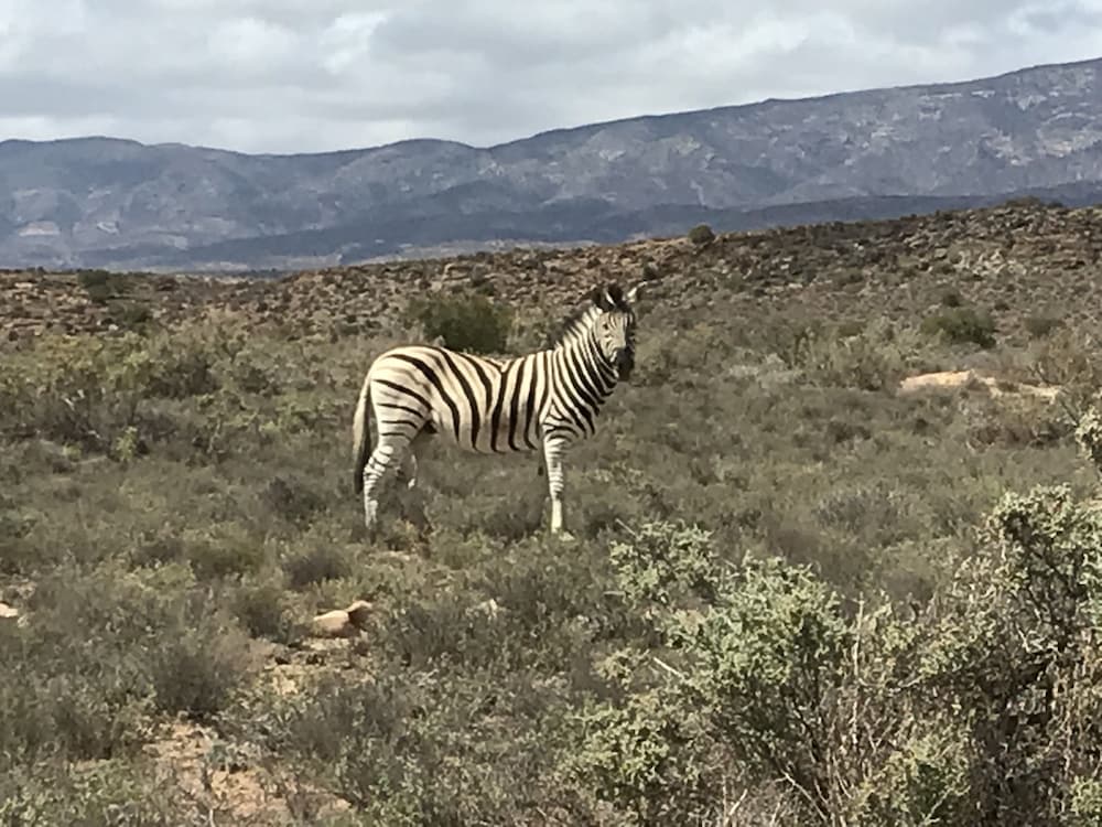 Фото Mountain View Lodge Montagu