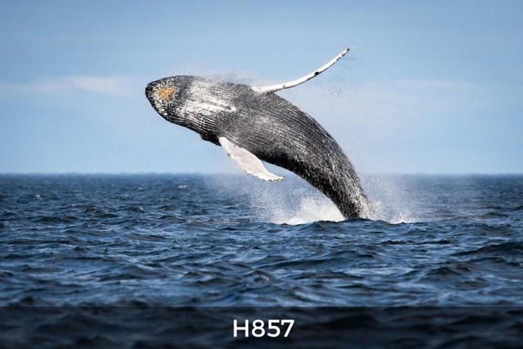 Фото Motel de l'Anse à l'Eau