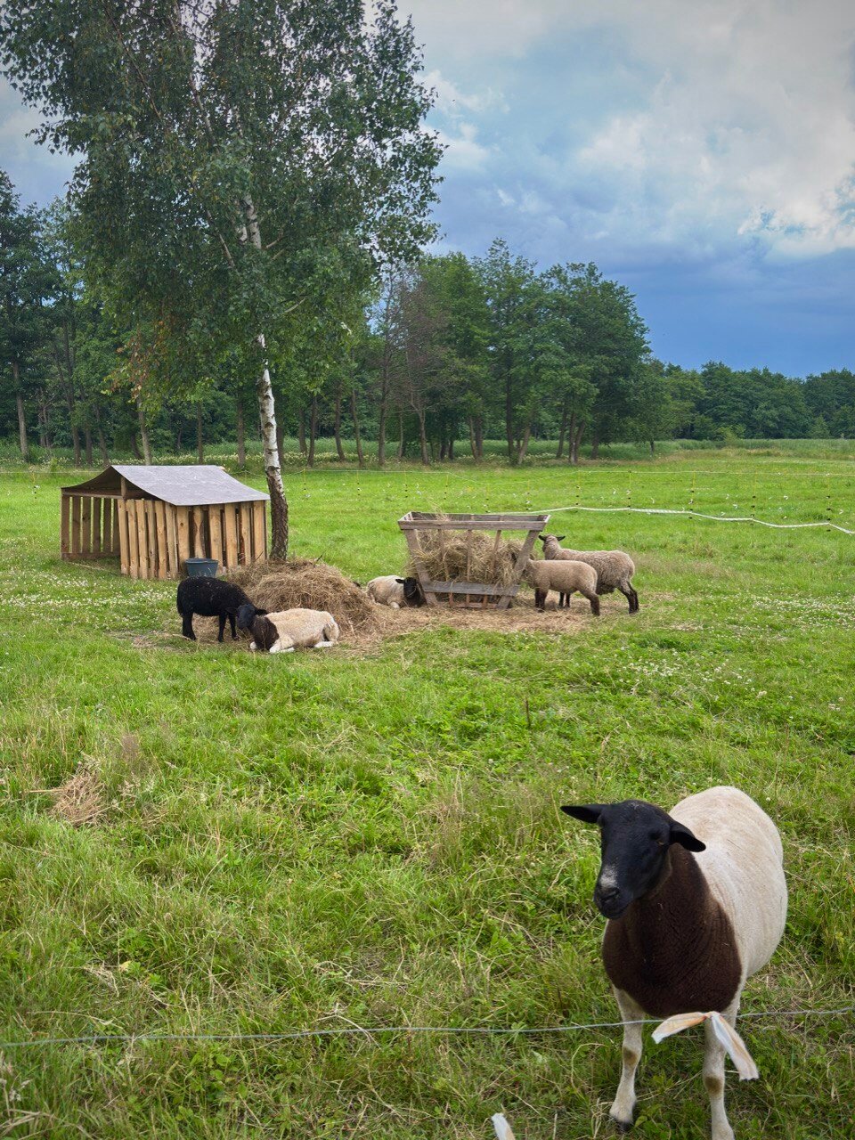 Фото Белый филин