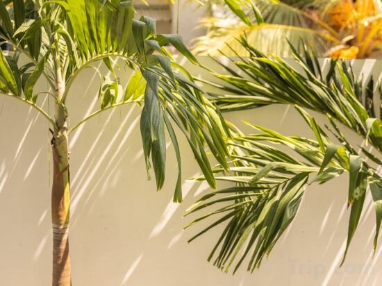 Фото Dhoani Maldives Guesthouse