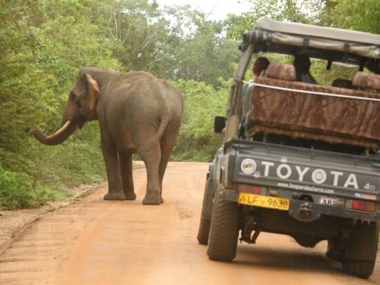Фото Leopard Safaris Yala