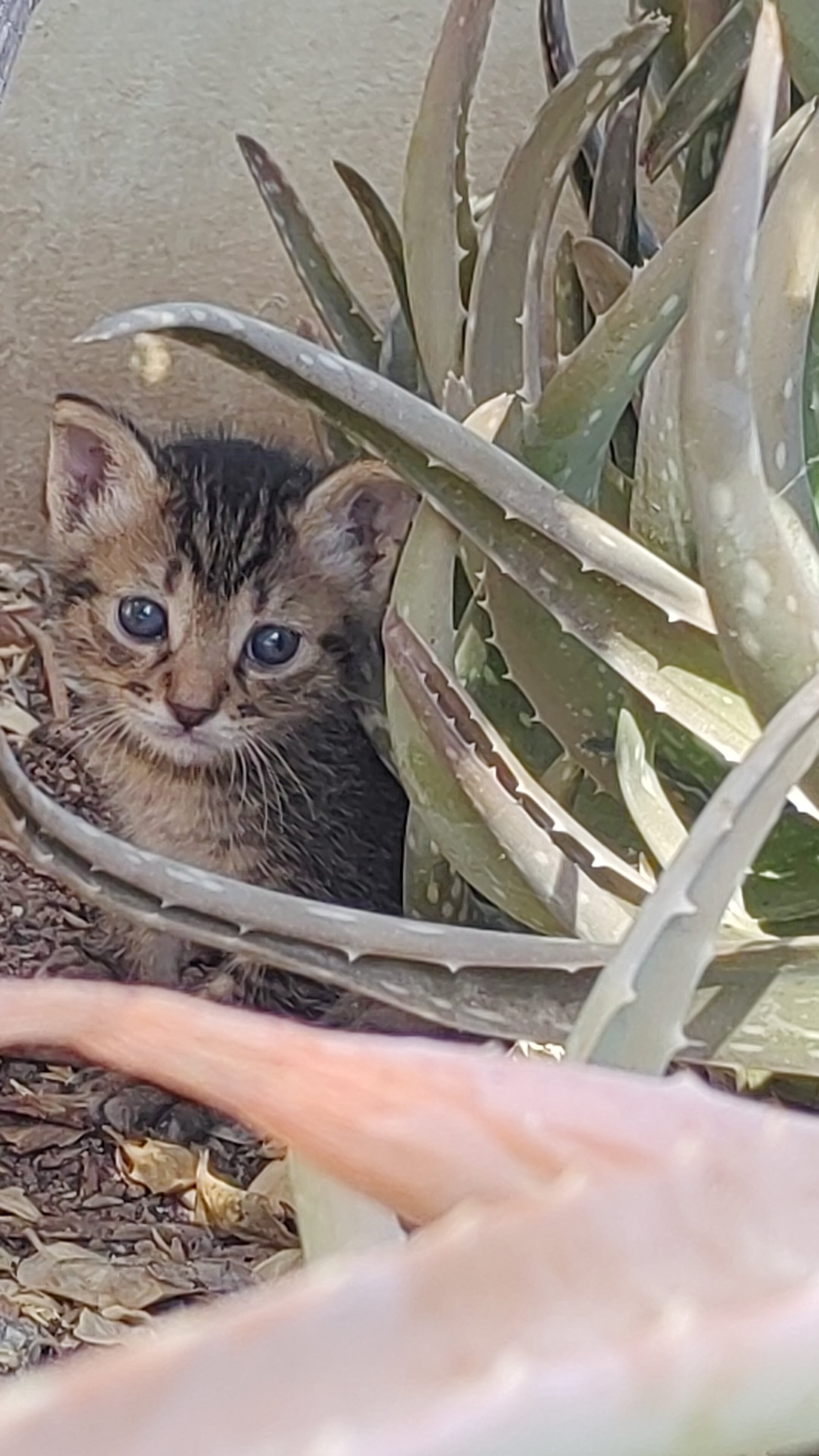 Фото Aphrodite Sands Resort