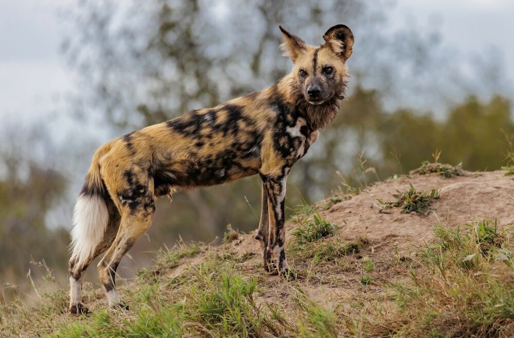 Фото Kruger Gate Hotel