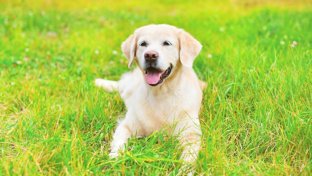 Фото Magnuson Hotel Fowlerville