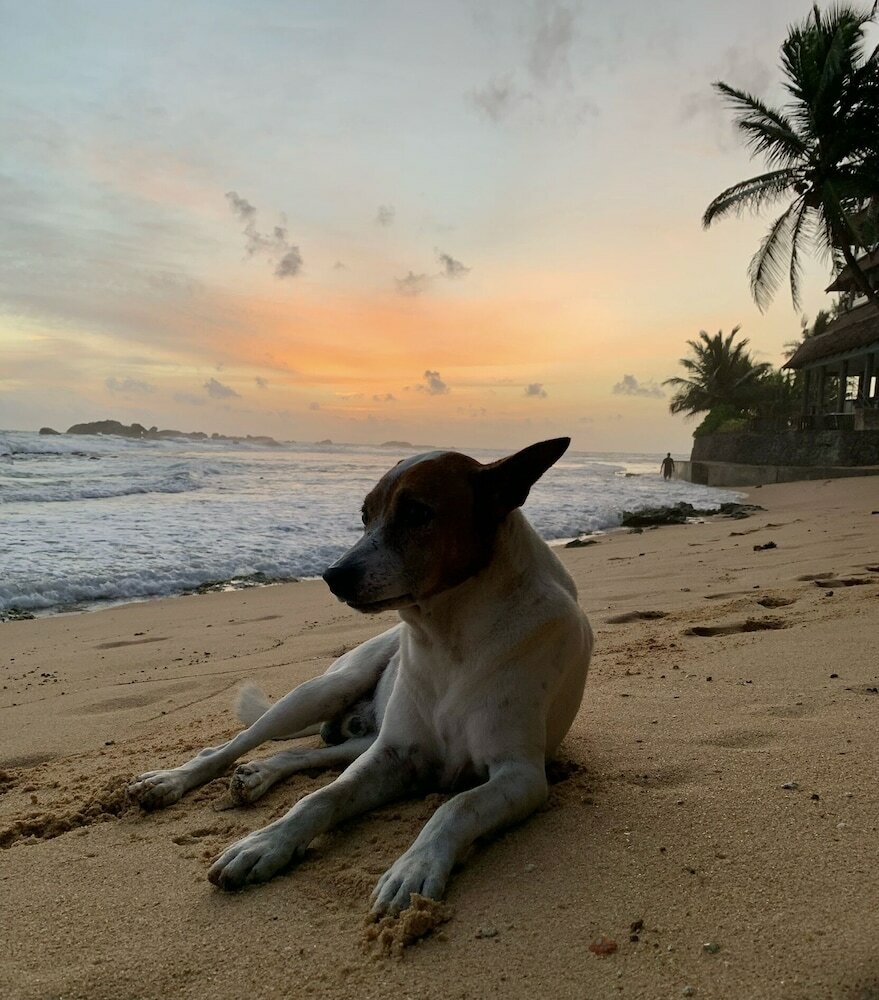 Фото Curry Bowl Restaurant & Turtles Rest