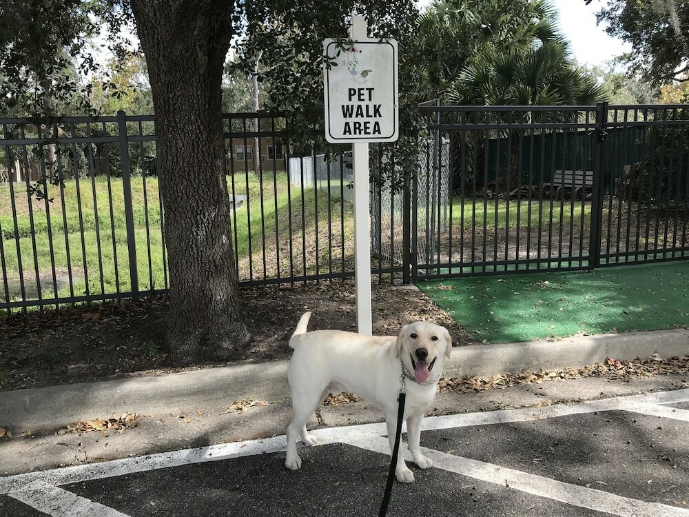 Фото Holiday Inn Resort Orlando - Lake Buena Vista, an Ihg Hotel