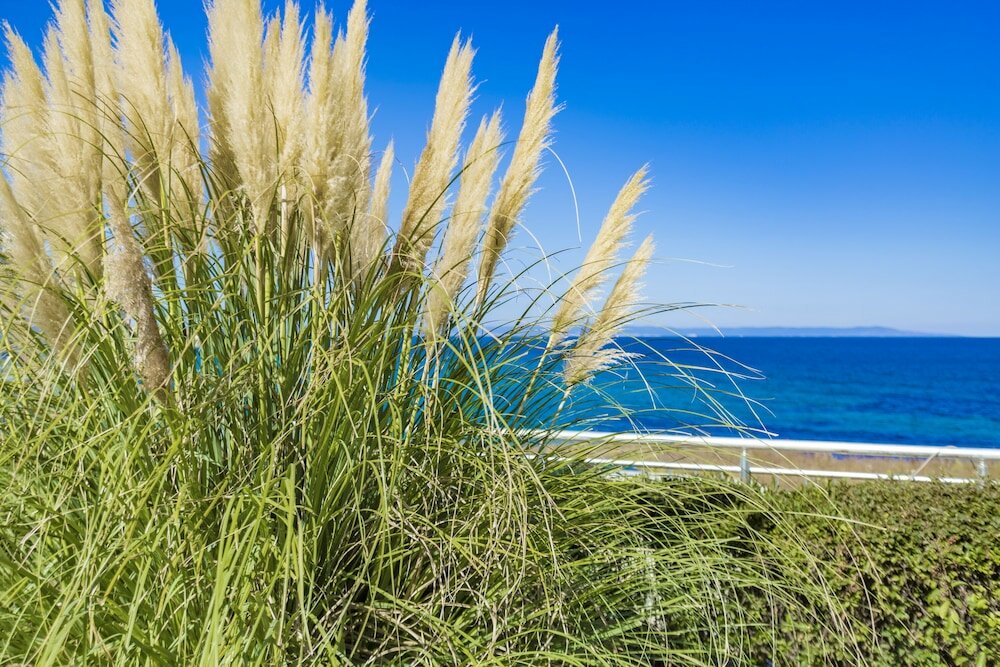 Фото Selena Beach Hotel