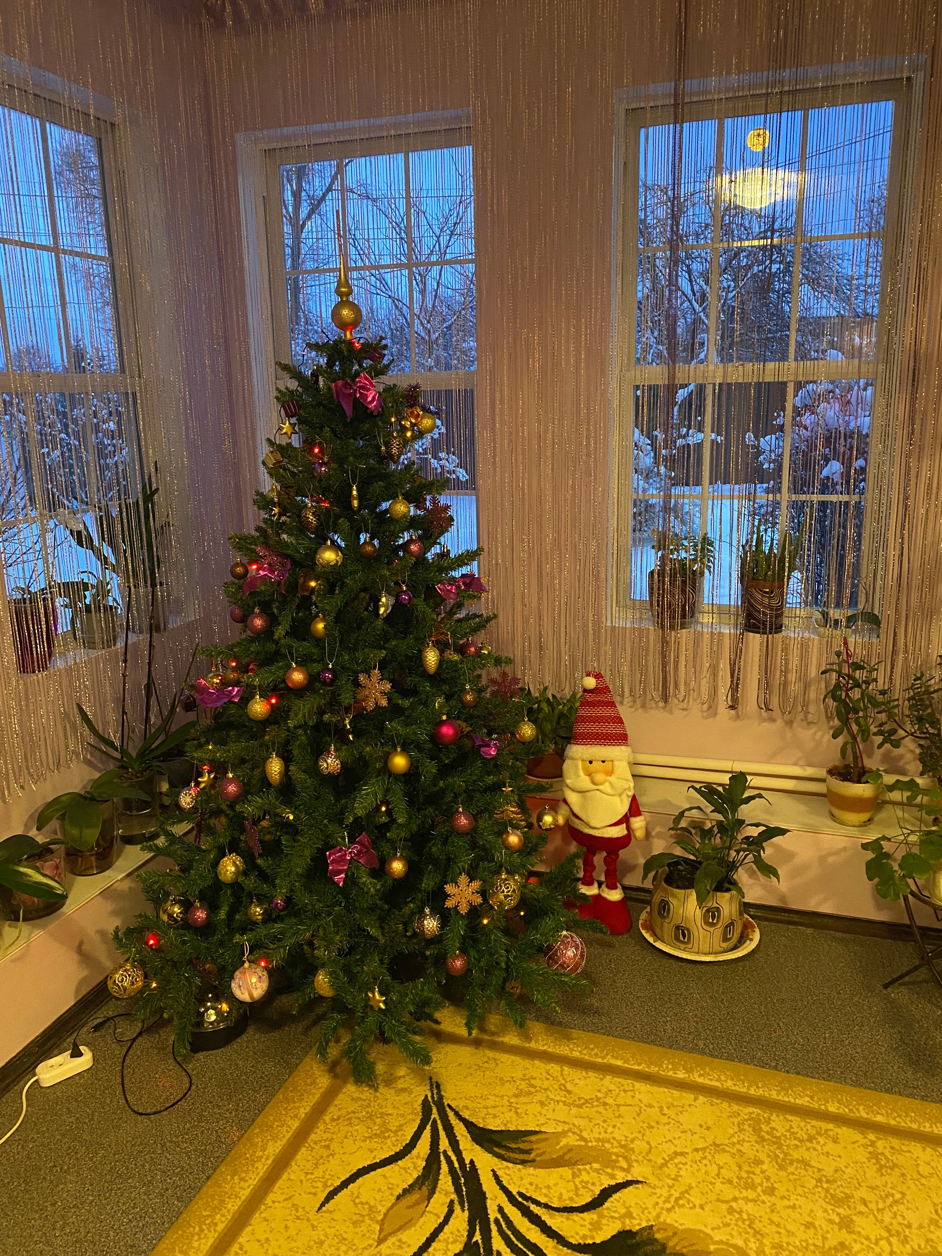 Фото Орхидея