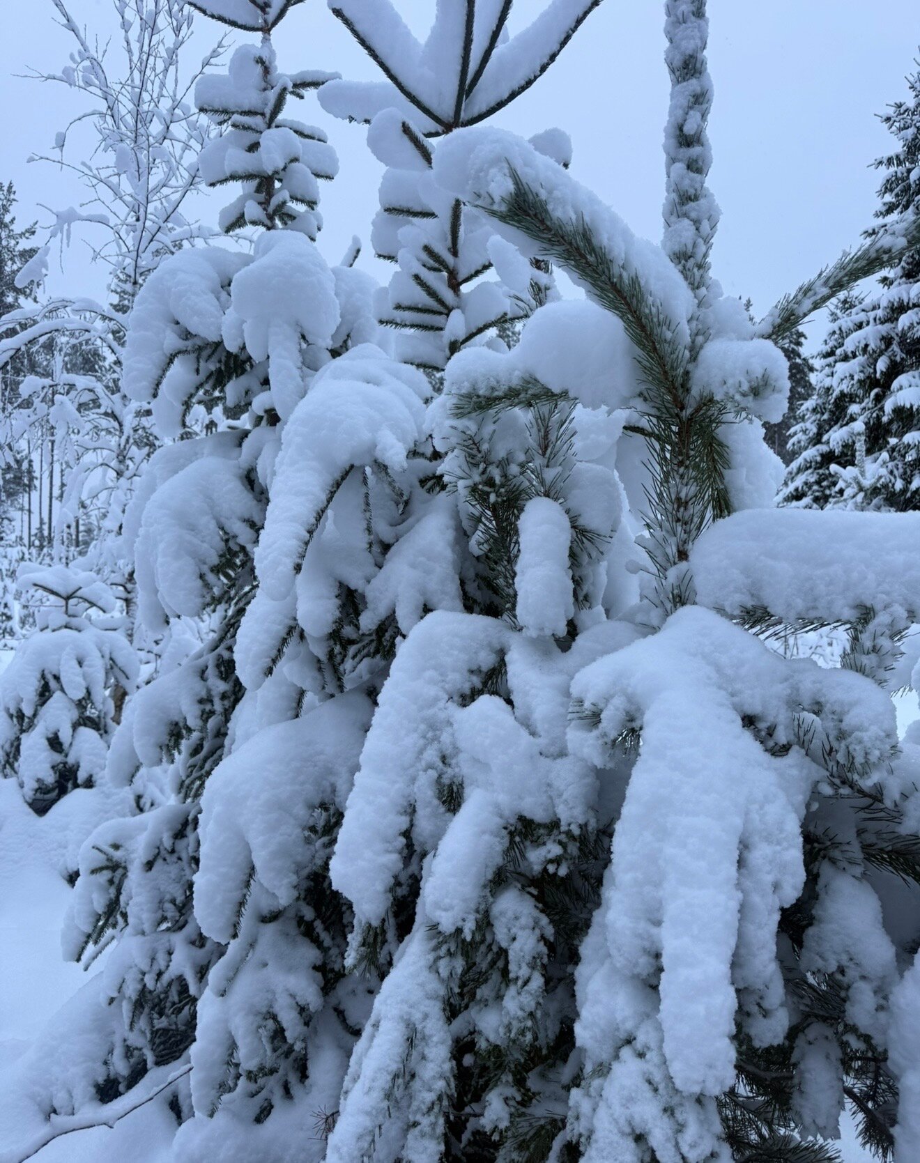 Фото Karelia Lodge
